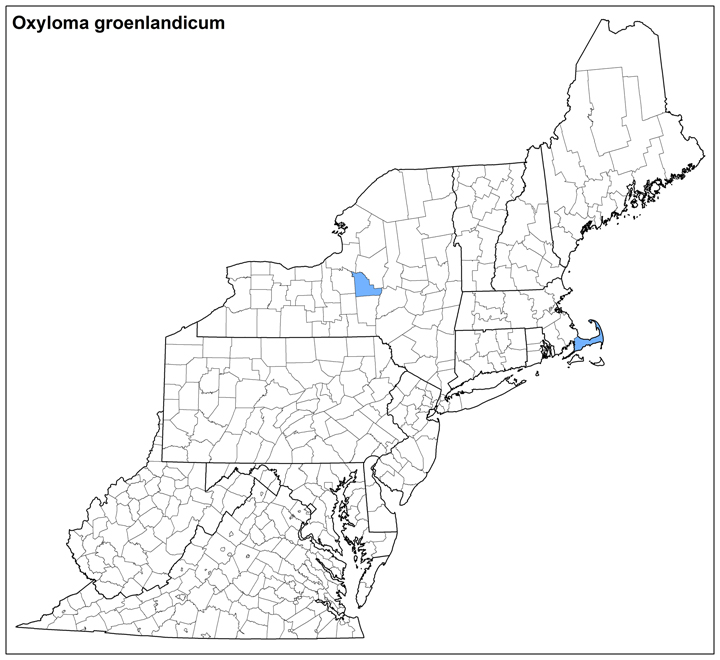 Oxyloma groelandicum  Range Map